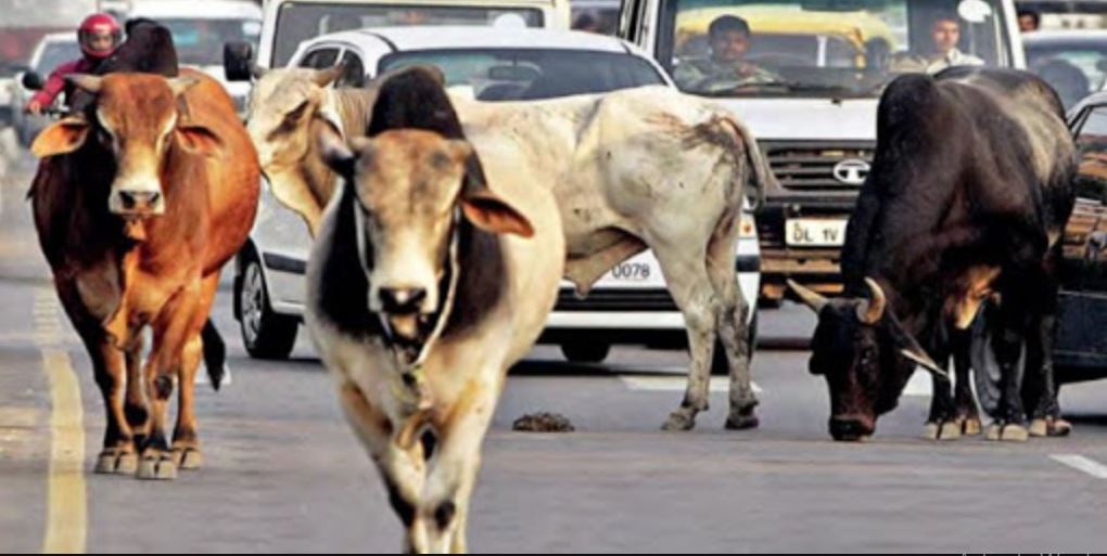 छाडा पशु चौपायाको व्यवस्थापनमा चुनौती